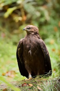 Lesser spotted eagle or Pomeranian eagle (Clanga pomarina, Aquila pomarina), Germany