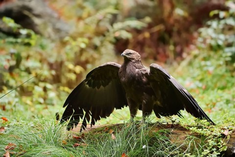 Lesser spotted eagle or Pomeranian eagle (Clanga pomarina, Aquila pomarina) standing on a tree