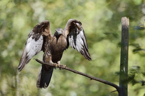 Honey buzzard (Pernis apivorus), Bavaria, Germany
