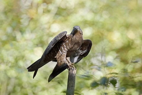 Honey buzzard (Pernis apivorus), Bavaria, Germany