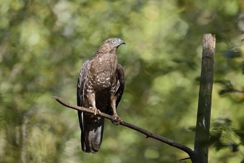 Honey buzzard (Pernis apivorus), Bavaria, Germany