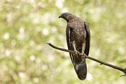 Honey buzzard (Pernis apivorus), Bavaria, Germany