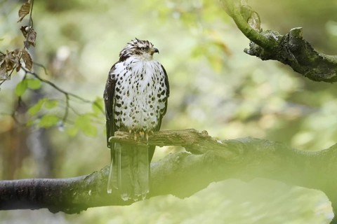 Honey buzzard (Pernis apivorus) sitting on a branch, Bavaria, Germany