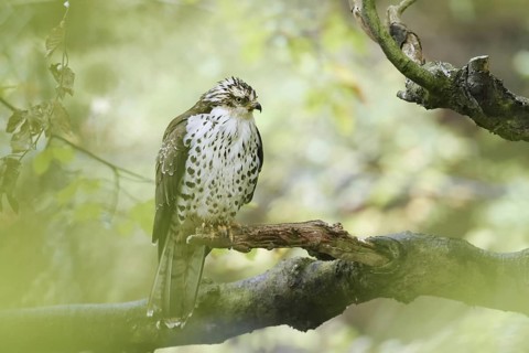 Honey buzzard (Pernis apivorus) sitting on a branch, Bavaria, Germany