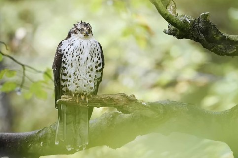 Honey buzzard (Pernis apivorus) sitting on a branch, Bavaria, Germany