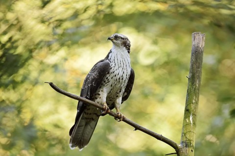 Honey buzzard (Pernis apivorus), Bavaria, Germany
