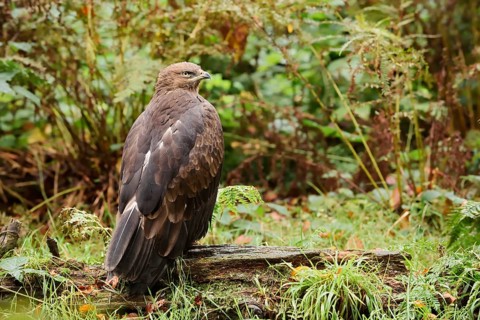 Lesser spotted eagle or Pomeranian eagle (Clanga pomarina, Aquila pomarina), Germany
