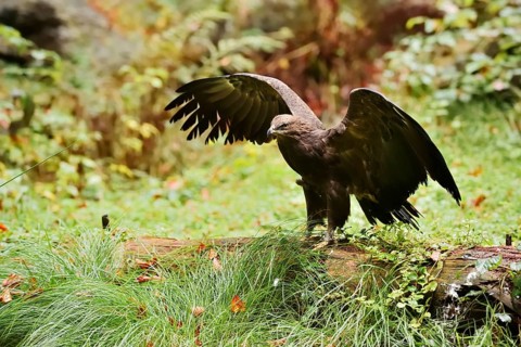 Lesser spotted eagle or Pomeranian eagle (Clanga pomarina, Aquila pomarina) standing on a tree