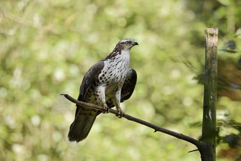 Honey buzzard (Pernis apivorus), Bavaria, Germany
