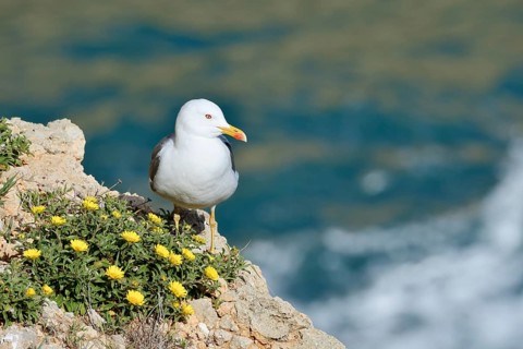 Mediterranean gull (Larus michahellis) standing on a rock with a flowering coastal beach star or
