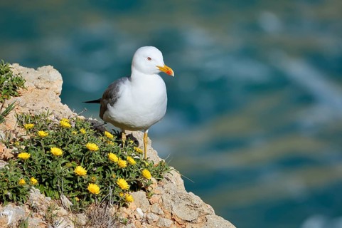 Mediterranean gull (Larus michahellis) standing on a rock with a flowering coastal beach star or