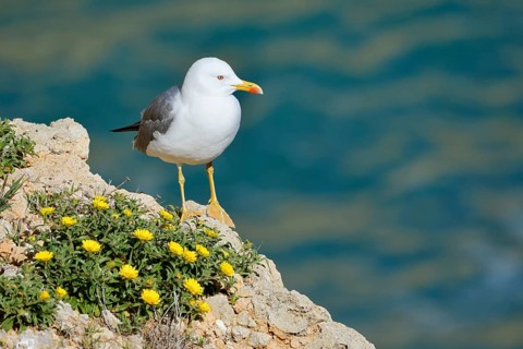 Mediterranean gull (Larus michahellis) standing on a rock with a flowering coastal beach star or