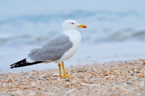 Mediterranean gull (Larus michahellis) on the beach, Algarve, Portugal