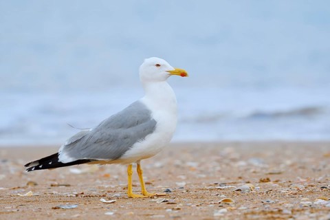 Mediterranean gull (Larus michahellis) on the beach, Algarve, Portugal