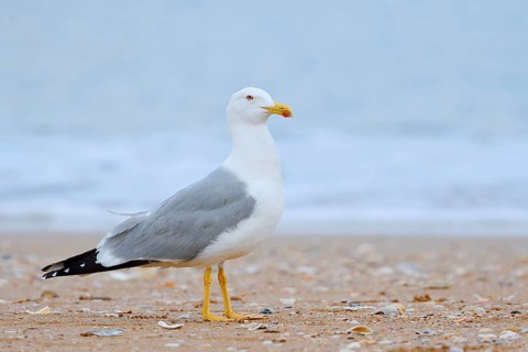 Mediterranean gull (Larus michahellis) on the beach, Algarve, Portugal