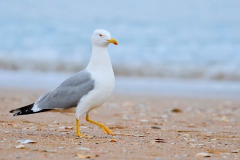 Mediterranean gull (Larus michahellis) on the beach, Algarve, Portugal