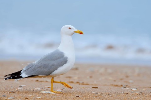 Mediterranean gull (Larus michahellis) on the beach, Algarve, Portugal
