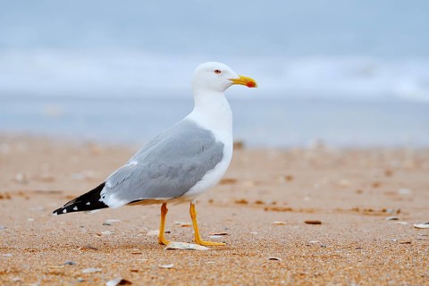 Mediterranean gull (Larus michahellis) on the beach, Algarve, Portugal
