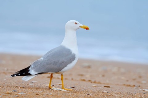 Mediterranean gull (Larus michahellis) on the beach, Algarve, Portugal