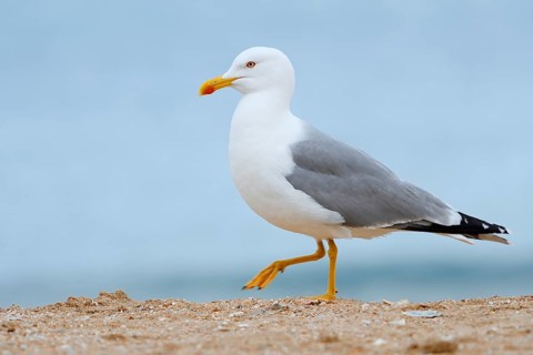 Mediterranean gull (Larus michahellis) on the beach, Algarve, Portugal