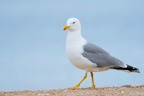 Mediterranean gull (Larus michahellis) on the beach, Algarve, Portugal