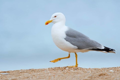 Mediterranean gull (Larus michahellis) on the beach, Algarve, Portugal