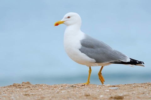 Mediterranean gull (Larus michahellis) on the beach, Algarve, Portugal