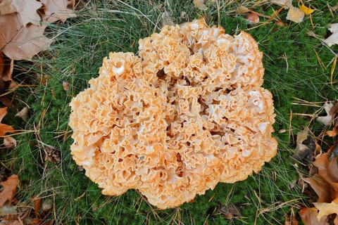 Wood Cauliflower fungus or fat hen (Wood Cauliflower crispa) in autumn, Gelderland, Netherlands