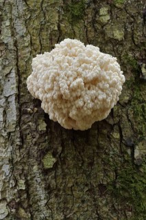 Fir spiny beard (Hericium flagellum) on the trunk of a spruce (Picea), Bavarian Forest National