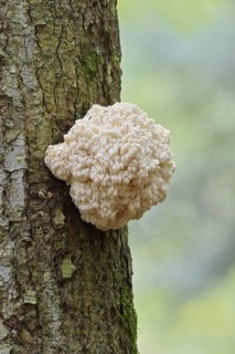 Fir spiny beard (Hericium flagellum) on the trunk of a spruce (Picea), Bavarian Forest National
