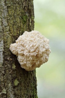 Fir spiny beard (Hericium flagellum) on the trunk of a spruce (Picea), Bavarian Forest National