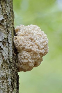 Fir spiny beard (Hericium flagellum) on the trunk of a spruce (Picea), Bavarian Forest National