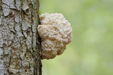 Fir spiny beard (Hericium flagellum) on the trunk of a spruce (Picea), Bavarian Forest National
