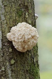 Fir spiny beard (Hericium flagellum) on the trunk of a spruce (Picea), Bavarian Forest National
