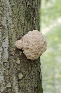 Fir spiny beard (Hericium flagellum) on the trunk of a spruce (Picea), Bavarian Forest National