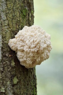 Fir spiny beard (Hericium flagellum) on the trunk of a spruce (Picea), Bavarian Forest National