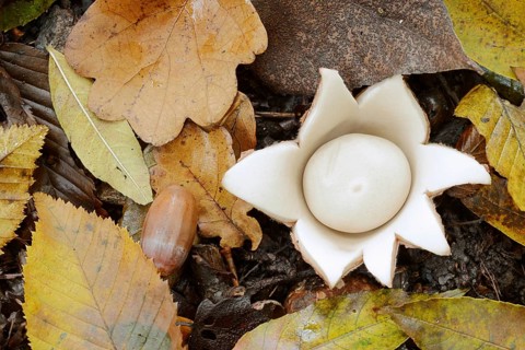 Ruffed earth star (Geastrum triplex) and autumn leaves, North Rhine-Westphalia, Germany