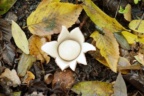 Ruffed earth star (Geastrum triplex) and autumn leaves, North Rhine-Westphalia, Germany