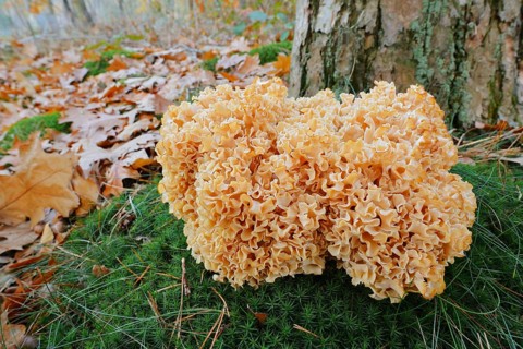 Wood Cauliflower fungus or fat hen (Wood Cauliflower crispa) in autumn, Gelderland, Netherlands