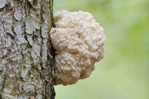 Fir spiny beard (Hericium flagellum) on the trunk of a spruce (Picea), Bavarian Forest National