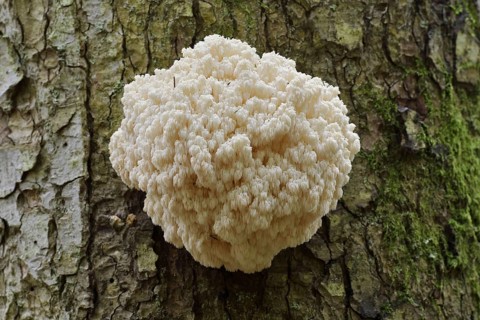 Fir spiny beard (Hericium flagellum) on the trunk of a spruce (Picea), Bavarian Forest National