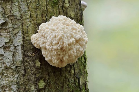 Fir spiny beard (Hericium flagellum) on the trunk of a spruce (Picea), Bavarian Forest National