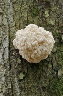 Fir spiny beard (Hericium flagellum) on the trunk of a spruce (Picea), Bavarian Forest National