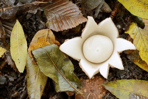 Ruffed earth star (Geastrum triplex) and autumn leaves, North Rhine-Westphalia, Germany