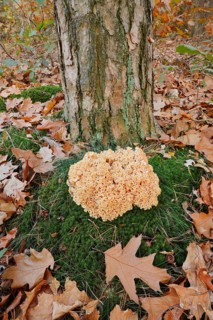 Wood Cauliflower fungus or fat hen (Wood Cauliflower crispa) in autumn, Gelderland, Netherlands