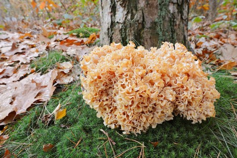 Wood Cauliflower fungus or fat hen (Wood Cauliflower crispa) in autumn, Gelderland, Netherlands