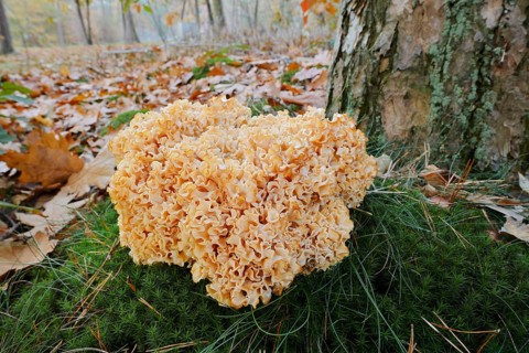 Wood Cauliflower fungus or fat hen (Wood Cauliflower crispa) in autumn, Gelderland, Netherlands