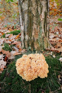 Wood Cauliflower fungus or fat hen (Wood Cauliflower crispa) in autumn, Gelderland, Netherlands