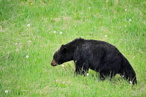 American Black Bear (Ursus americanus), Jasper National Park, Alberta, Canada