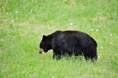 American Black Bear (Ursus americanus) eating plants, Jasper National Park, Alberta, Canada
